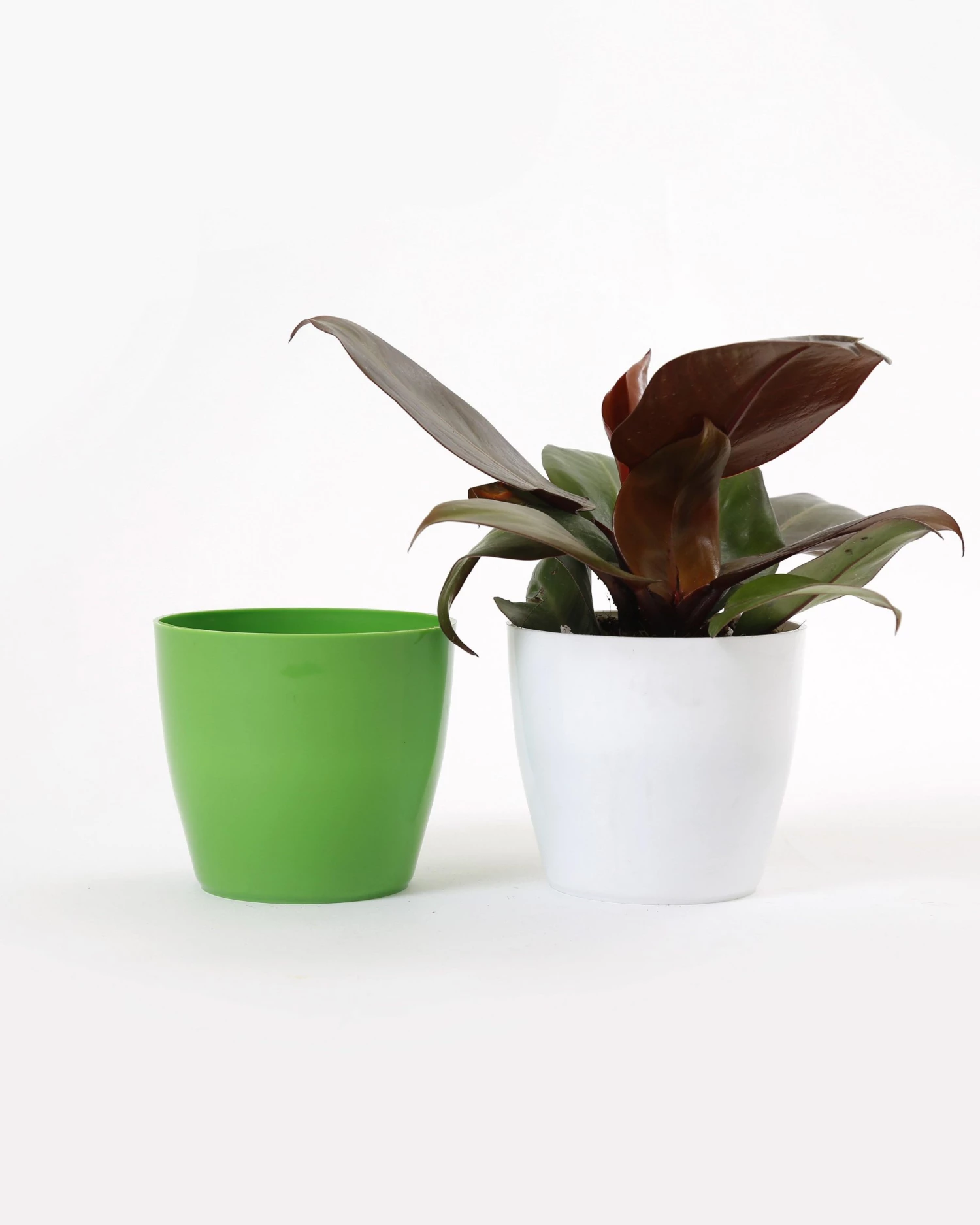 CGASPL 4 Inch Green Singapore Pot (105mm) 8 CGASPL 4 Inch Green Singapore Pot (105mm)