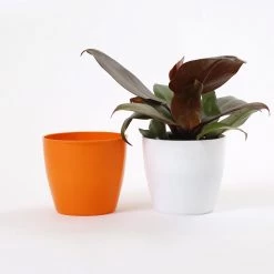 CGASPL Pot-Planters 4 Inch Orange Singapore Pot (105mm)
