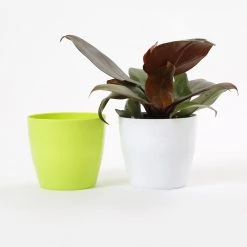 CGASPL 4 Inch Parrot Green Singapore Pot (105mm) Pot-Planters