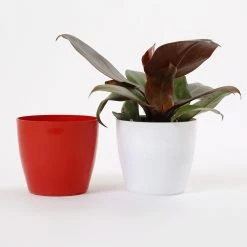 CGASPL Pot-Planters 4 Inch Red Singapore Pot (105mm) 13 CGASPL Pot-Planters 4 Inch Red Singapore Pot (105mm)