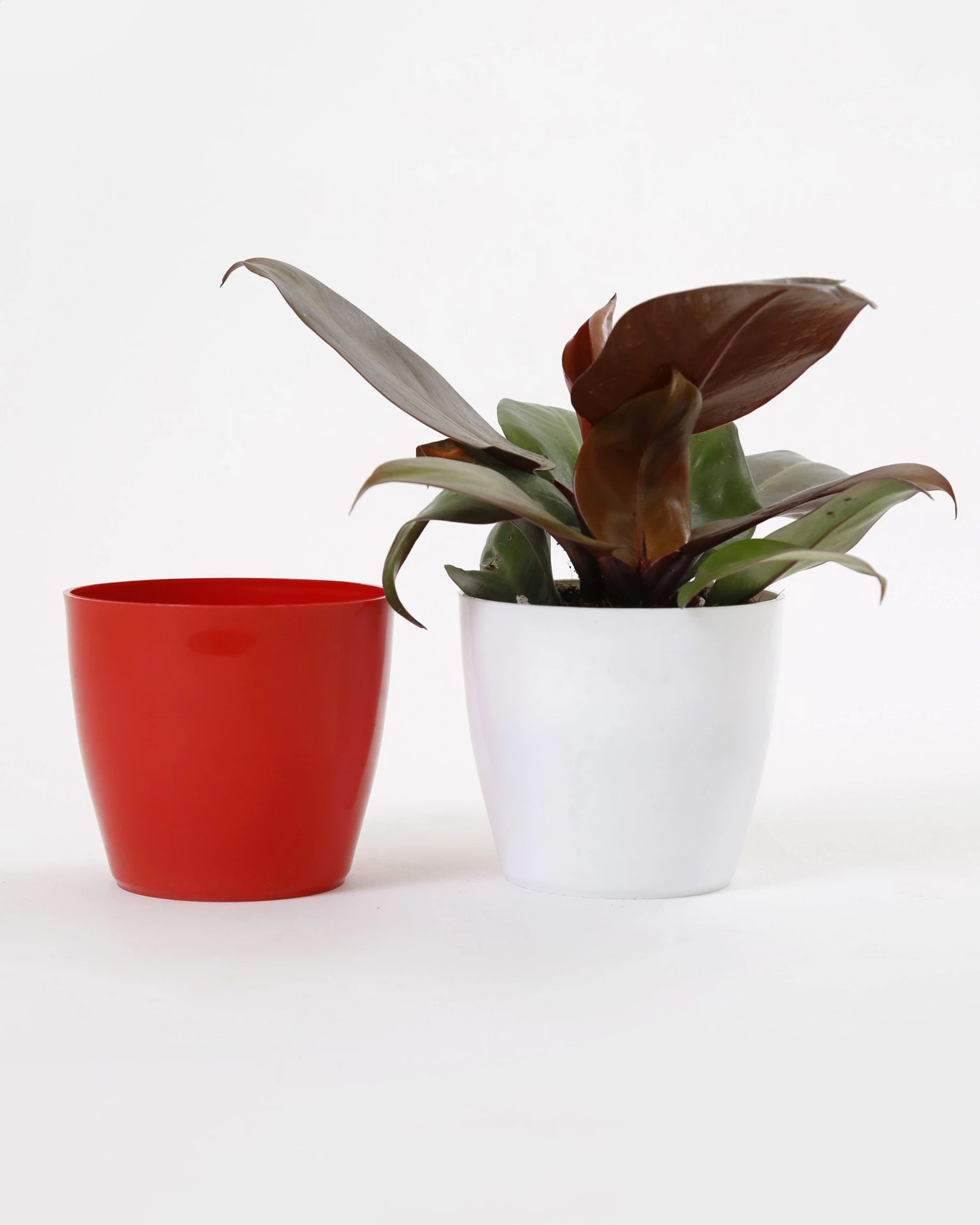 CGASPL Pot-Planters 4 Inch Red Singapore Pot (105mm) 8 CGASPL Pot-Planters 4 Inch Red Singapore Pot (105mm)