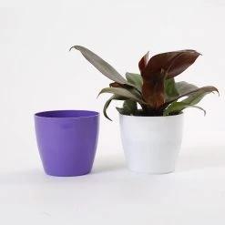 CGASPL 4 Inch Violet Singapore Pot (105mm) 13 CGASPL 4 Inch Violet Singapore Pot (105mm)