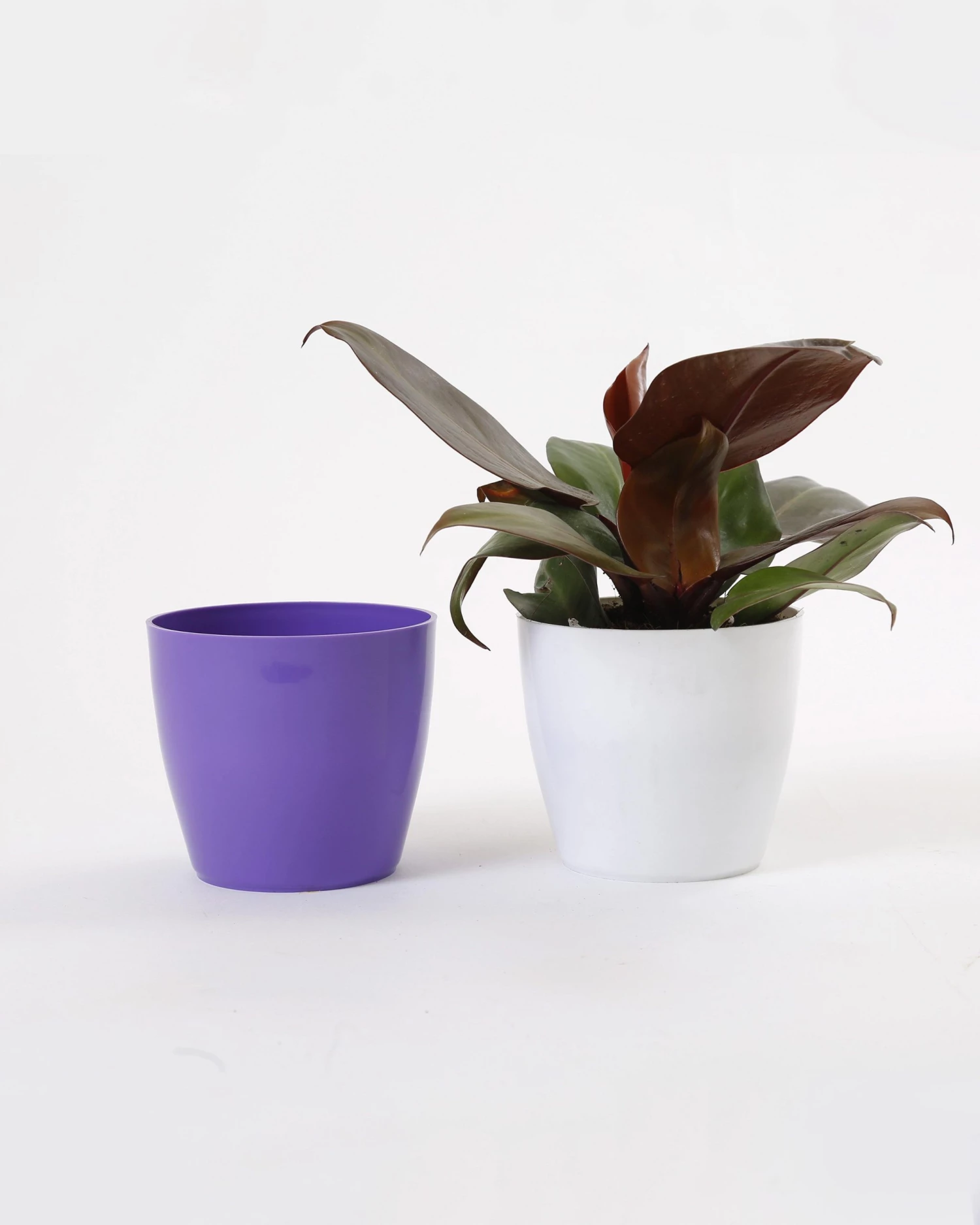 CGASPL 4 Inch Violet Singapore Pot (105mm) 8 CGASPL 4 Inch Violet Singapore Pot (105mm)