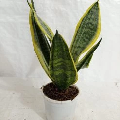CGASPL Sansevieria Futura Superba Green Yellow Color Plant Plants
