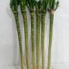 CGASPL Lotus Bamboo Live Plants 50 Cm (24 Sticks) Lucky Bamboos 2 CGASPL Lotus Bamboo Live Plants 50 Cm (24 Sticks) Lucky Bamboos