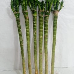 CGASPL Lotus Bamboo Live Plants 50 Cm (24 Sticks) Lucky Bamboos