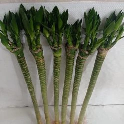 CGASPL Lotus Bamboo Live Plants 50 Cm (12 Sticks) 15 CGASPL Lotus Bamboo Live Plants 50 Cm (12 Sticks)