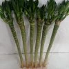 CGASPL Lotus Bamboo Live Plants 50 Cm (6 Sticks)