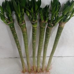 CGASPL Lotus Bamboo Live Plants 50 Cm (6 Sticks)