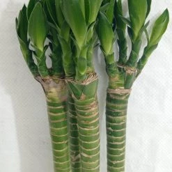 CGASPL Lotus Bamboo Live Plants 30 Cm (6 Sticks) Lucky Bamboos