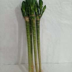 CGASPL Lotus Bamboo Live Plants 50 Cm (24 Sticks) Lucky Bamboos