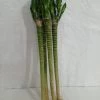 CGASPL Lotus Bamboo Live Plants 50 Cm (12 Sticks)
