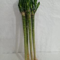 CGASPL Lotus Bamboo Live Plants 50 Cm (12 Sticks)