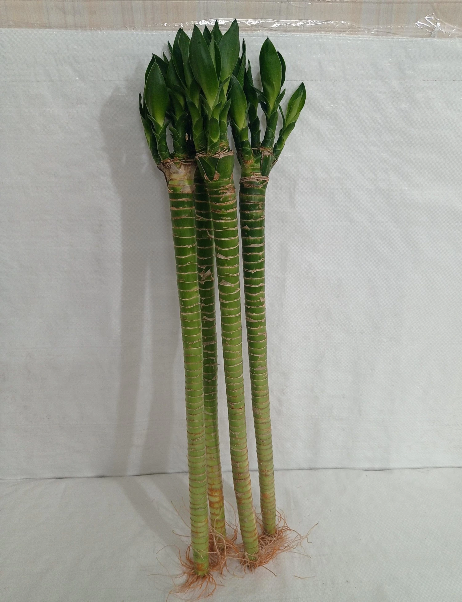CGASPL Lotus Bamboo Live Plants 50 Cm (12 Sticks) 3 CGASPL Lotus Bamboo Live Plants 50 Cm (12 Sticks)