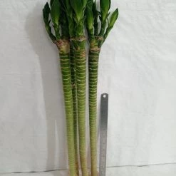 CGASPL Lotus Bamboo Live Plants 50 Cm (12 Sticks) 16 CGASPL Lotus Bamboo Live Plants 50 Cm (12 Sticks)