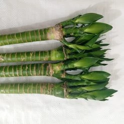 CGASPL Lotus Bamboo Live Plants 50 Cm (3 Sticks)