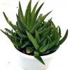 CGASPL Plants CAPPL Haworthia Succulent With Plastic Pot