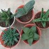 CGASPL Small Aloe Succulents Plants, (Qty: 5 Small Succulent Aloe)