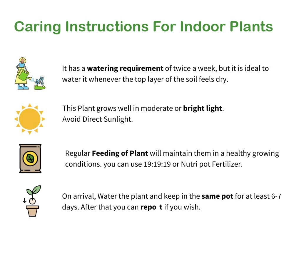 CGASPL Plants Air Purifier Varigated Money Plant (Pot Included) With 5 Gram Fertilizer Free - Easy To Grow Real Indoor Plant For Home, Living Room, Kitchen, Office, Table 9 CGASPL Plants Air Purifier Varigated Money Plant (Pot Included) With 5 Gram Fertilizer Free - Easy To Grow Real Indoor Plant For Home, Living Room, Kitchen, Office, Table
