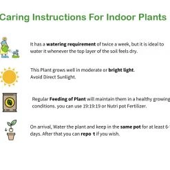 CGASPL Money Plants (Pack Of 5) - Air Purifier Indoor Plants With Flower Pots With 5 Gram Fertilizer Free