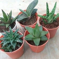 CGASPL Small Aloe Succulents Plants, (Qty: 5 Small Succulent Aloe)