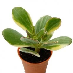 CGASPL Crassula Variegated Jade (Crassula Ovata Variegata) Small Succulent Plant Plants