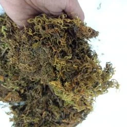 CGASPL 1 Kg Sphagnum Moss Online In India