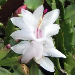 CGASPL Christmas Cactus White Flower Plant Plants
