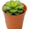 CGASPL Echeveria Rolly (Sedeveria Rolly) Small Succulent Plant Plants