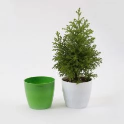 CGASPL 5 Inch Green Singapore Pot (125mm)