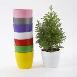 CGASPL 5 Inch Multi Singapore Pot (Pack Of 12) (125mm) Pot-Planters 5 CGASPL 5 Inch Multi Singapore Pot (Pack Of 12) (125mm) Pot-Planters