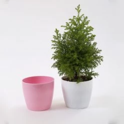 CGASPL Pot-Planters 5 Inch Pink Singapore Pot (125mm)