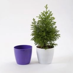 CGASPL 5 Inch Violet Singapore Pot (125mm)