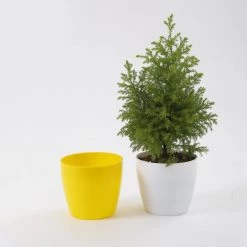 CGASPL Pot-Planters 5 Inch Yellow Singapore Pot (125mm)