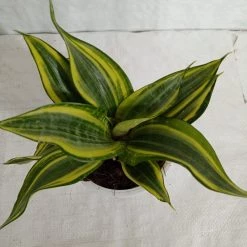 CGASPL Plants Sansevieria L Crooked Yellow Green Color Plant