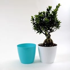 CGASPL 5 Inch Turq Singapore Pot (125mm) 9 CGASPL 5 Inch Turq Singapore Pot (125mm)