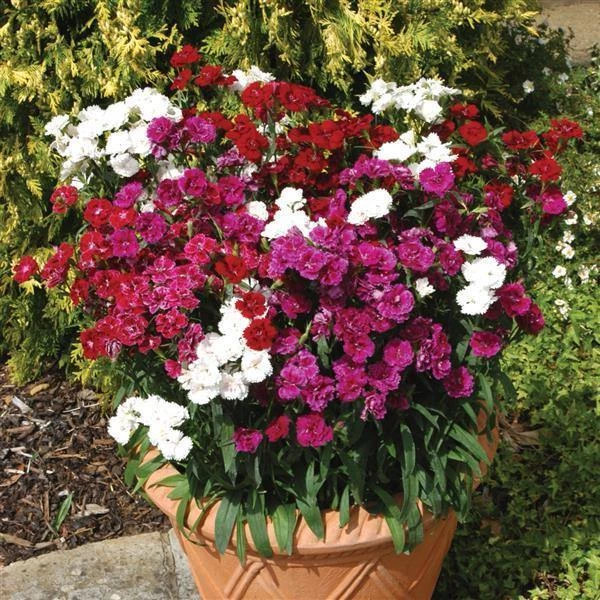 Pan American Seeds Imported Flower Seeds Dianthus Dynasty Mix Flower Seeds 4 Pan American Seeds Imported Flower Seeds Dianthus Dynasty Mix Flower Seeds