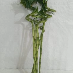 CGASPL 60-70 Cm Spiral Stick Lucky Bamboo (Set Of 6 Sticks)