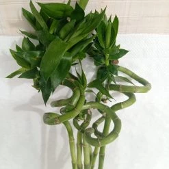 CGASPL 60 Cm Spiral Stick Lucky Bamboo (Set Of 6 Sticks ) Lucky Bamboos