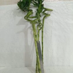 CGASPL 60-70 Cm Spiral Stick Lucky Bamboo (Set Of 6 Sticks)