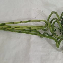 CGASPL 60 Cm Spiral Stick Lucky Bamboo (Set Of 6 Sticks ) Lucky Bamboos