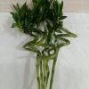 CGASPL 60-70 Cm Spiral Stick Lucky Bamboo (Set Of 3 Sticks) Lucky Bamboos