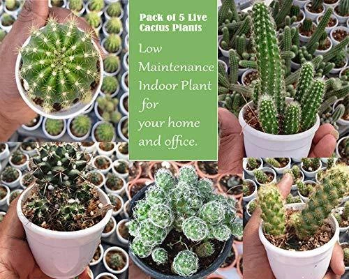 CGASPL Other Plant Packs CAPPL Live Cactus Plants Small Quantity-5 Plants 4 CGASPL Other Plant Packs CAPPL Live Cactus Plants Small Quantity-5 Plants