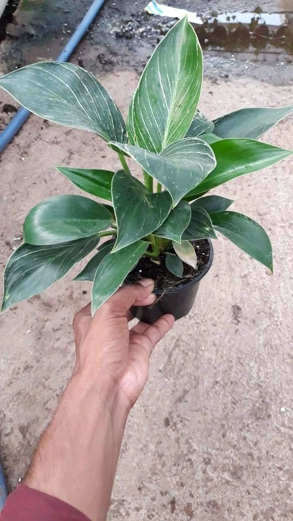 CGASPL CAPPL Philodendron Birkin Live Plant 4 CGASPL CAPPL Philodendron Birkin Live Plant