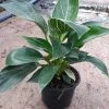 CGASPL CAPPL Philodendron Birkin Live Plant