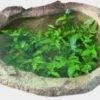 CGASPL Elliptical Pond 65 Liters Pot-Planters