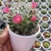 CGASPL Mammillaria Powder Puff Non-Grafted Cactus Plants