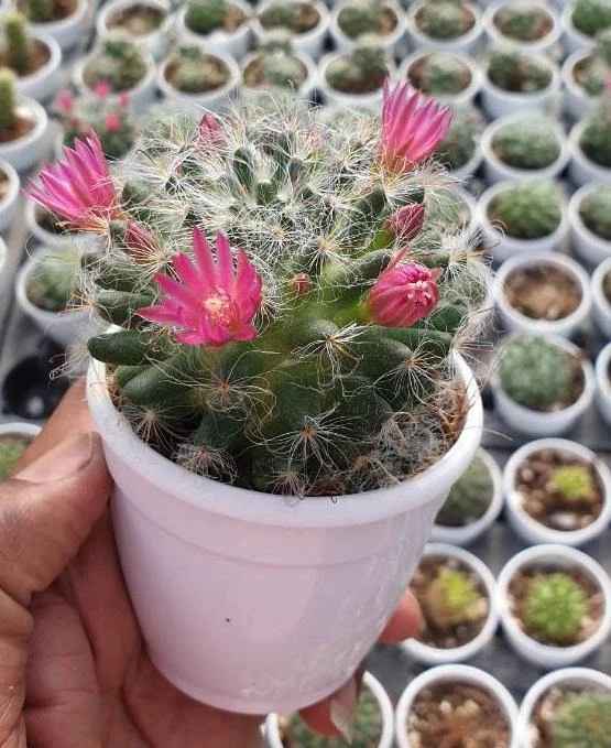 CGASPL Mammillaria Powder Puff Non-Grafted Cactus Plants 3 CGASPL Mammillaria Powder Puff Non-Grafted Cactus Plants