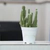 CGASPL Echinopsis Chamaecereus Non-Grafted Small Cactus