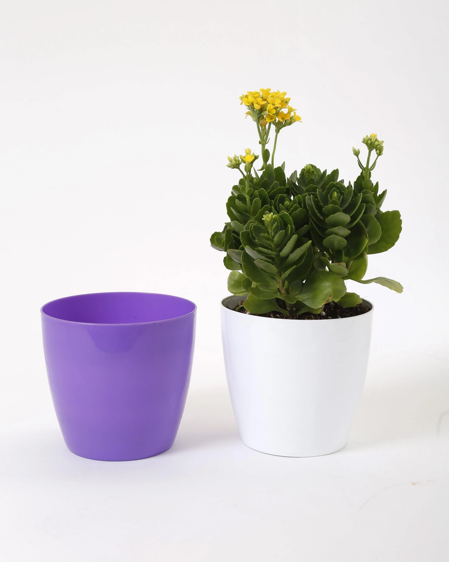 CGASPL 6 Inch Violet Singapore Pot (160mm) 8 CGASPL 6 Inch Violet Singapore Pot (160mm)
